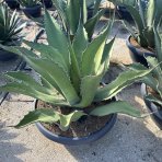 Agáva salmianova (Agave salmiana) ´FEROX´ - výška 60-80 cm, Ø 70-80 cm, kont. C75L (-8°C)